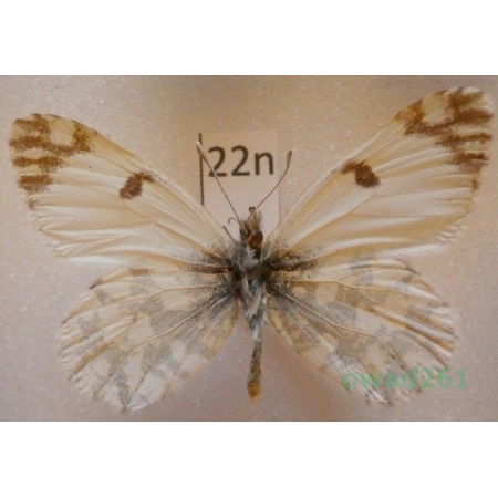 Euchloe ausonia (Hubner, 1805) France22n